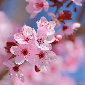 Bloom where you are planted 🩷